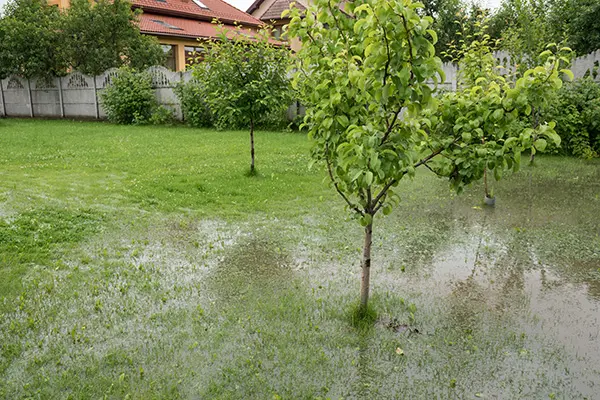 An image of standing water in yard. Showing the effects of Rain drainage and sewage problems. Hydrophobic and dry soil barely absorb water. Standing water in yard. DHR can help you create a solution for home drainage.